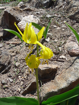 Glacier lily (Erythronium grandiflorum)