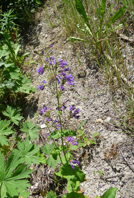 Payette Penstemon (Penstemon payettensis)