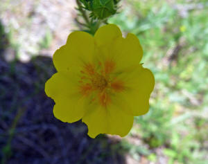 Slender Cinquifoil (Potentilla gracilis)