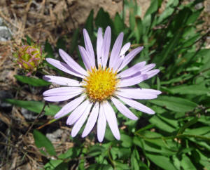 Alpine Aster (Oreostemma apligenum)