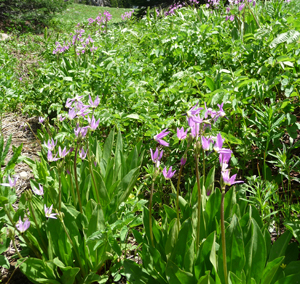 Jeffrey's Shooting Star (Dodecatheon jeffreyi)