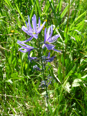 Common Camas (Camassia quamash)