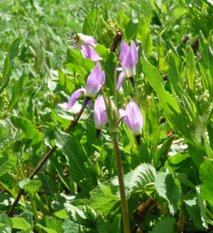 Jeffrey's Shooting Star (Dodecatheon jeffreyi)