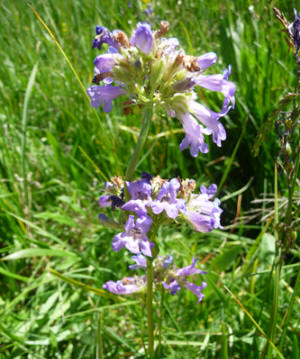 Taper-leaf Penstemon (Penstemon attenuatus) 