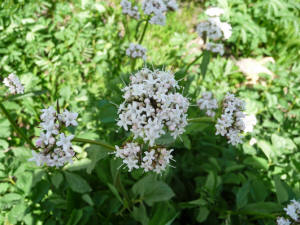 Sitka Valerian (Valeriana sitchensis)