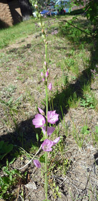 Oregon checkermallow (Sidalcea oregona)