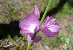 Oregon checkermallow (Sidalcea oregona)