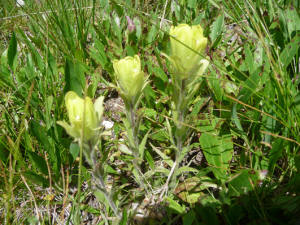 Lemon Yellow Paintbrush (Castilleja flava)