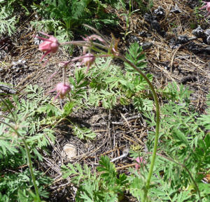 Prairie smoke (Geum triflorium)