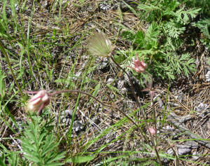 Prairie smoke (Geum triflorium)