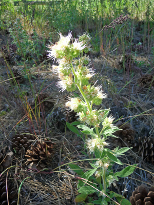 Variable-leaf Scorpion weed (Phacelia heterophylla)