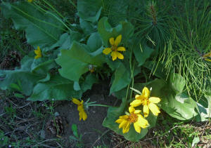 Arrowleaf Balsamroot (Balsamorhiza sagittata)