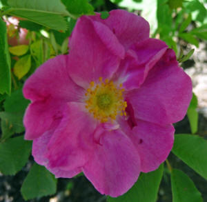 Nootka Rose (Rosa nutkana)