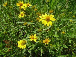 Spear-leaf Arnica (Arnica longifolia)