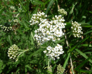 Common Yarrow (Achillea millefoium)