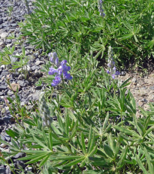 Silver Lupine (Lupinus sericeus)