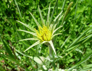 Yellow Salsify (Tragopogon dubius)