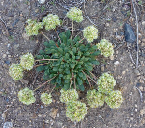 Purple-cushion Wild Buckwheat (Eriogonum ovalifolium)