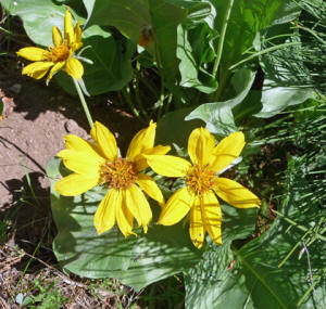 Arrowleaf Balsamroot (Balsamorhiza sagittata)