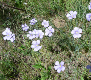 Wild blue flax (Linum lewisii)