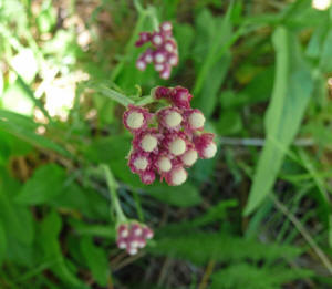 Rosy Pussy Toes (Antennaria rosea)