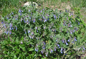 Ciliate Bluebells (Mertensia ciliata)