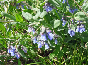 Ciliate Bluebells (Mertensia ciliata)