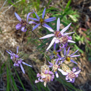 Elegant Asters (Eucephalus perelegans)