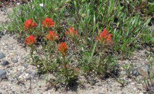 carlet paintbrush 