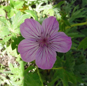 Sticky geranium (Geranium-viscosissimum )