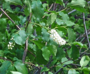 Western Chokecherry (Prunus virginiana)