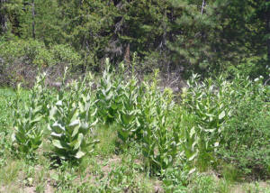 False Hellebore (Veratrum caifornicum)