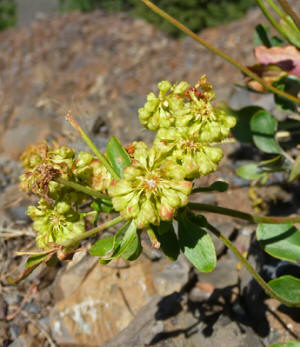 Unknown buckwheat