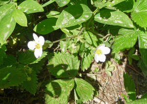 Wild Strawberry (Fragaria virginiana)