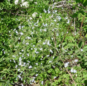 Asian Forget-me-not (Myosotis asiatica)