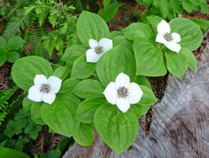 Bunchberry (Cornus Canadensis) Big 4 Ice Caves