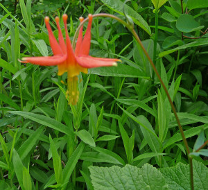 Native Columbine (Aquilegia formosa) Big 4 Ice Caves