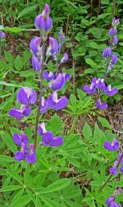 Lupine Big 4 ice Caves