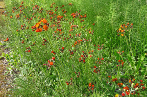 Orange Hawkweed along Mt Loop Highway