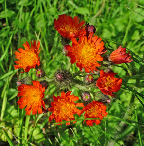 Orange Hawkweed Mt Loop Highway