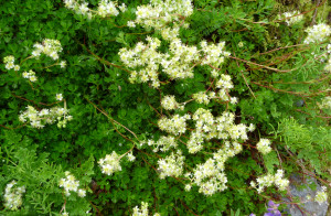 Saxifrage?