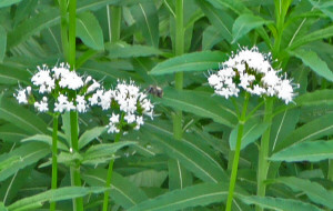 Valerian alive with bees at Big 4 Ice Caves