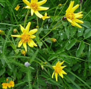 Arnica and Yarrow at Big 4 Ice Caves