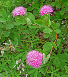 Spirea Big 4 Ice Caves