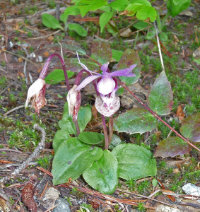 Calypso Orchid