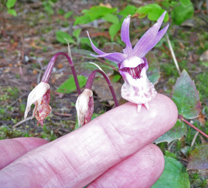 Calypso Orchid Closeup