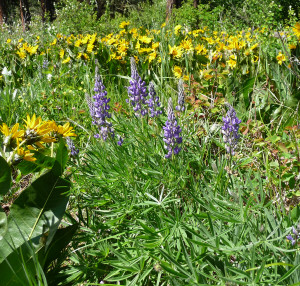 Lupine at Camas Meadows