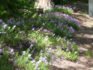 Chelan Penstemon (penstemon pruinosus)