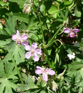 Sticky Geranium