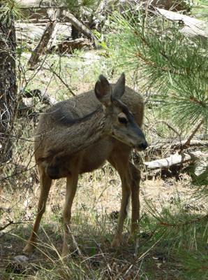 Deer in woods